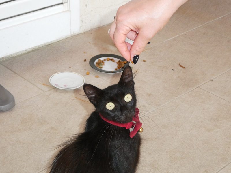 Katzen Betreuung